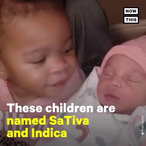 NowThis on Twitter: "Meet SaTiva and Indica, two sisters named after