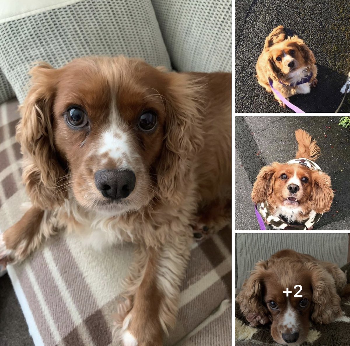 cocker spaniel rescue yorkshire