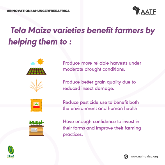 The long-term goal of the TELA Maize Project is to make drought-tolerant maize & insect-protected maize varieties available royalty-free to small-scale farmers. Here are the intended benefits 🌽 #innovation4ahungerfreeafrica #Agriculture #Agritech #Agtech #FoodSecurity #Africa