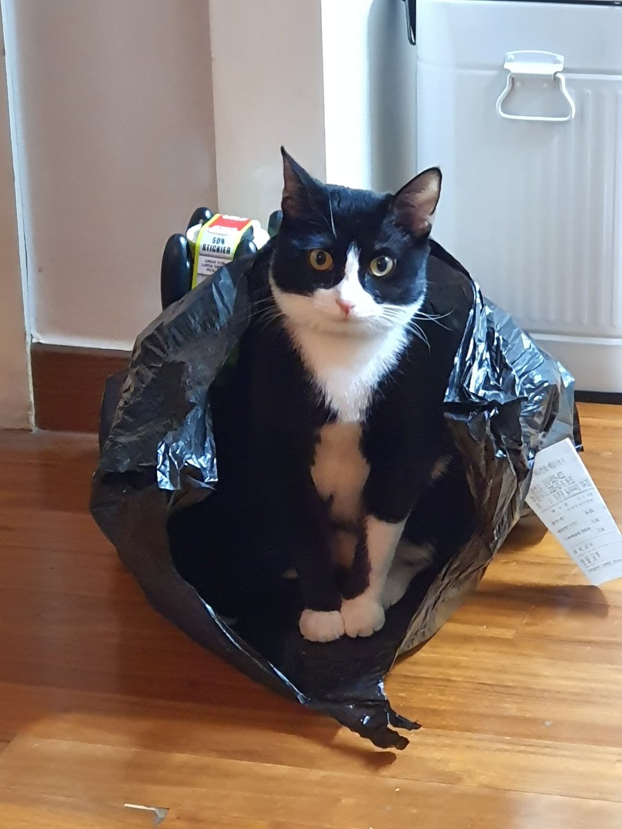 아빠가 보낸 사진. 뽀식이가 갑자기 중년처럼 보인다.