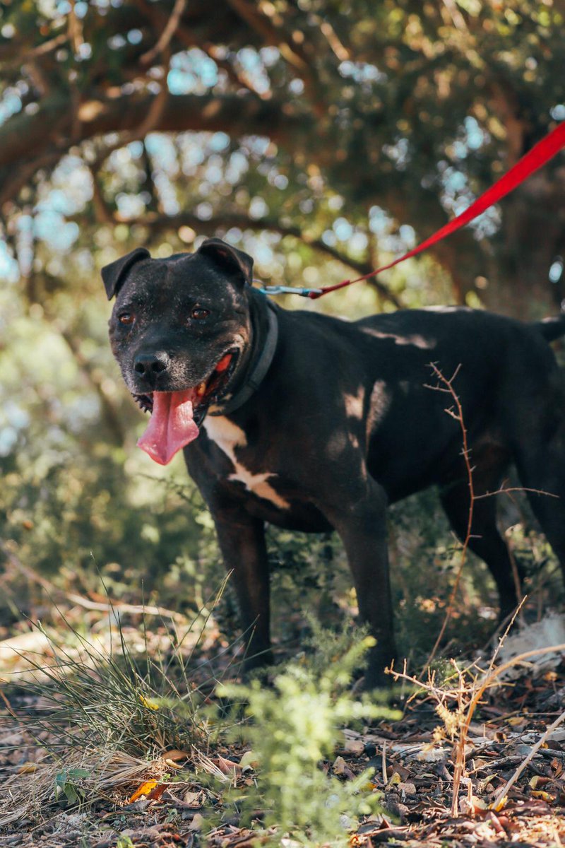 GamingOxygen's tweet photo. Todo lo que genera este Torneo va destinado a la #ProtectoraSpac para ayudar a estos perros. 💙
¡Este concretamente es para conseguir buscarle hogar a Negrita!
Una perrita que llego en malas condiciones y se recupero alli, es super buena y cariñosa y merece un nuevo hogar. 🐶 https://t.co/WTpO0Hw1NZ