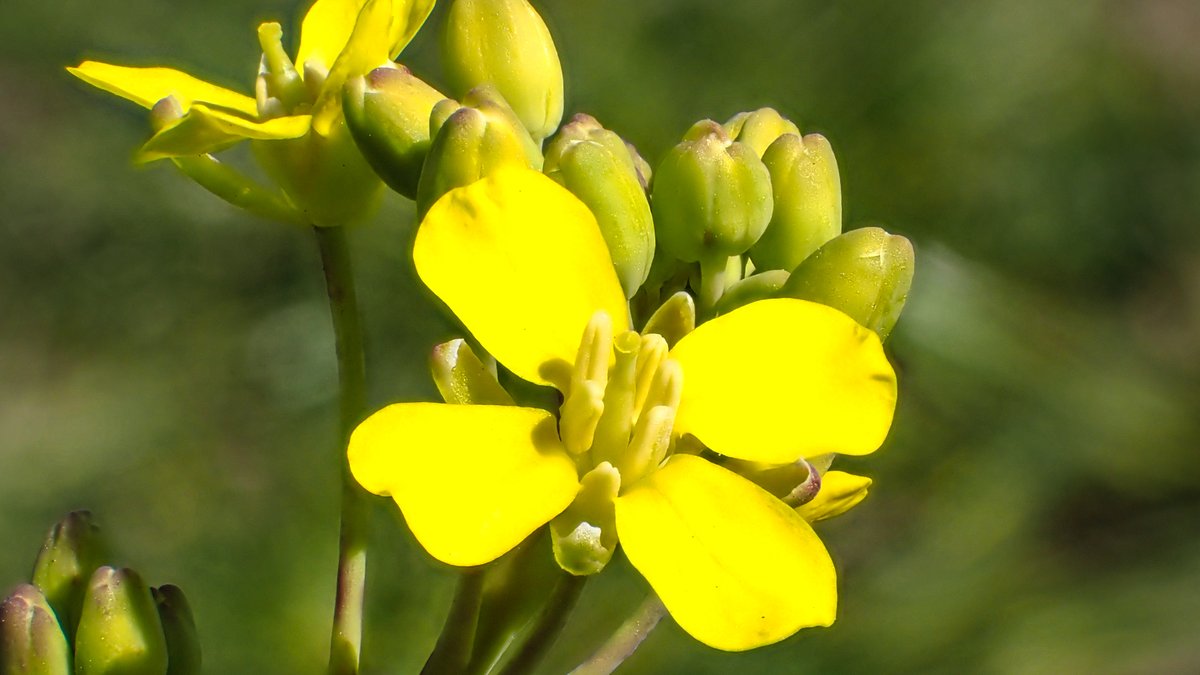 セイヨウアブラナ