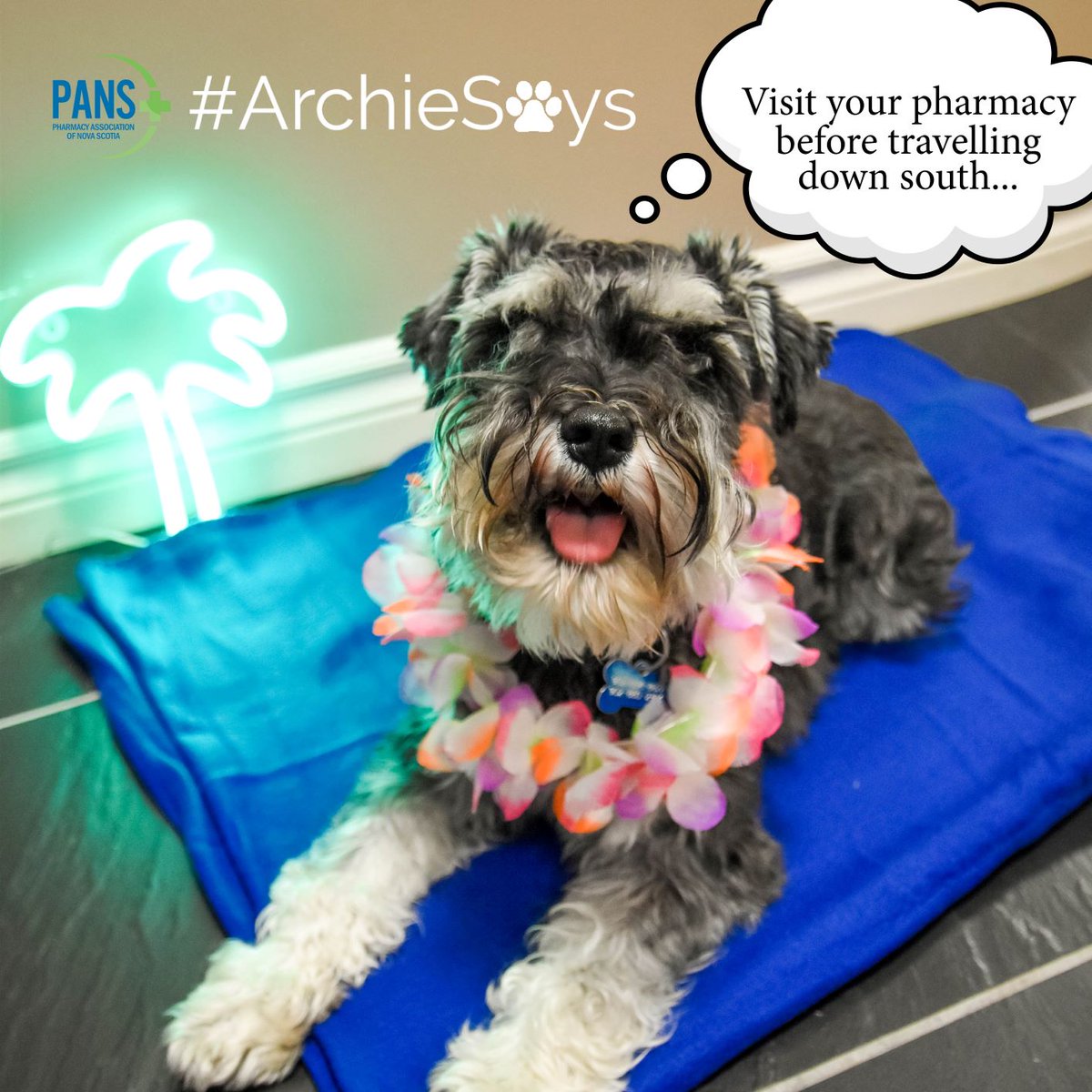 PharmacyNS's tweet photo. #ArchieSays 🐾 to make sure you refill your #prescriptions before travelling. #AskYourPharmacist about travel vaccines as well. #PANS https://t.co/jaCqypZPmZ