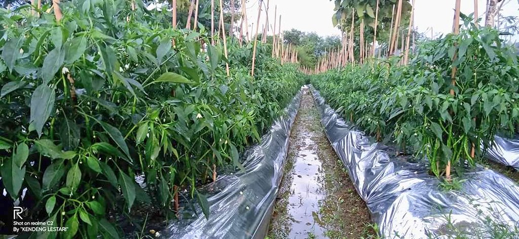 Joko Prianto, petani Rembang yang menolak PT Semen Indonesia dan dikriminalisasi, hari ini memamerkan tanaman cabainya (organik).

Ada dua hal yang ia bantah: (1)Tidak benar pegunungan Kendeng itu tandus (layak ditambang). (2) Tidak benar ia butuh investor dan lapangan kerja.