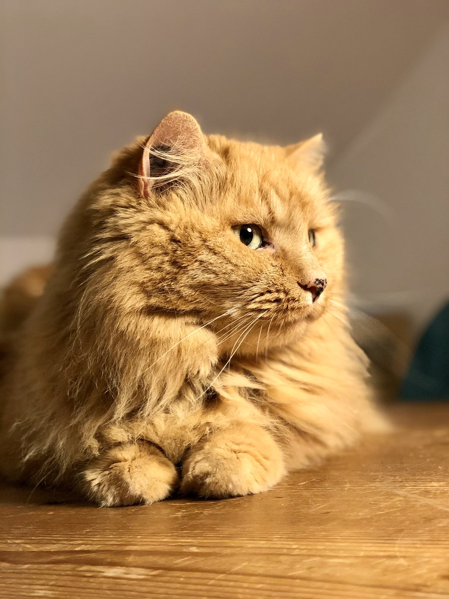 antho_l_asticot's tweet photo. #chat #coutu #molécul #separatismeislamiste #BrexitReality #Brits2020 #kimpembe #UnibetConsoleMoi #coronavavirus #JeSuisKoba #BestFanArmy #zimbra #monespacemoodle #Montpellier #curiosité #cat #cute #ThankYouACE #radio1 #incendio #pechinoexpress #PMQs #Hirak #Asteroid_withYangyang https://t.co/zDc6gIrGdT