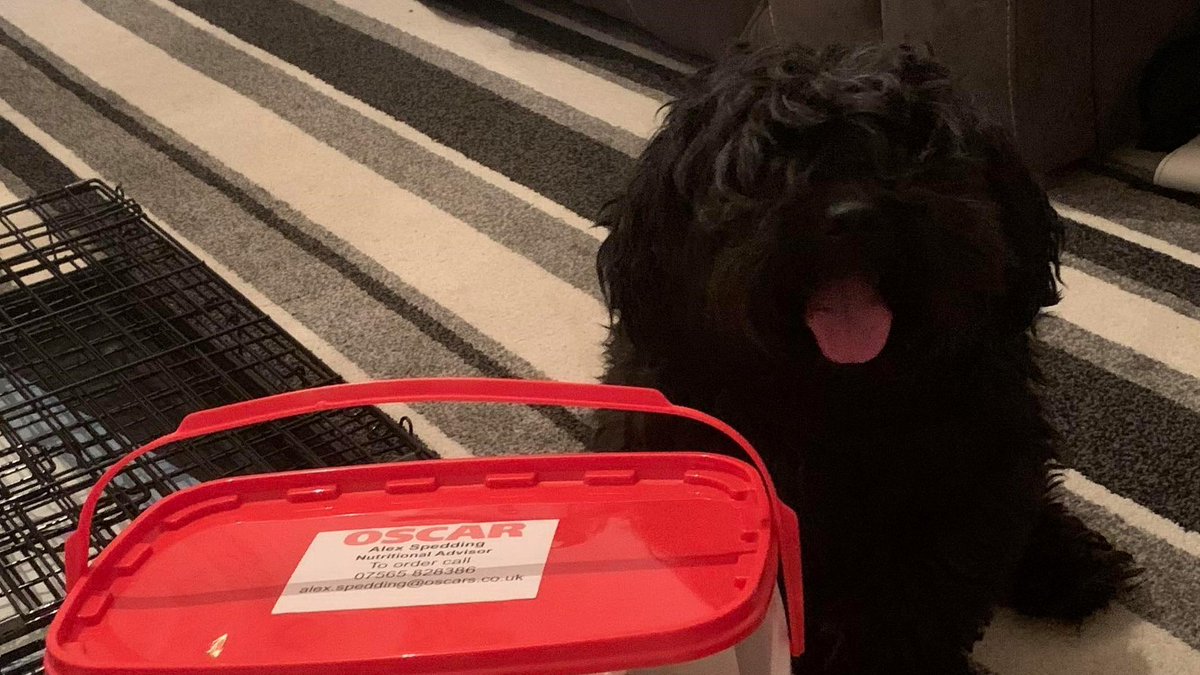 AlexOscarPet's tweet photo. Congratulations to the lovely Max on his recent adoption through Suki's Canine Rescue Crew who regularly find great homes for dogs in need.  Oscars are delighted to support them in their work
#oscarpetfoods #sukiscaninerescuecrew  #rescuedogsrock #adopteddogs https://t.co/WKMrqoSUjE