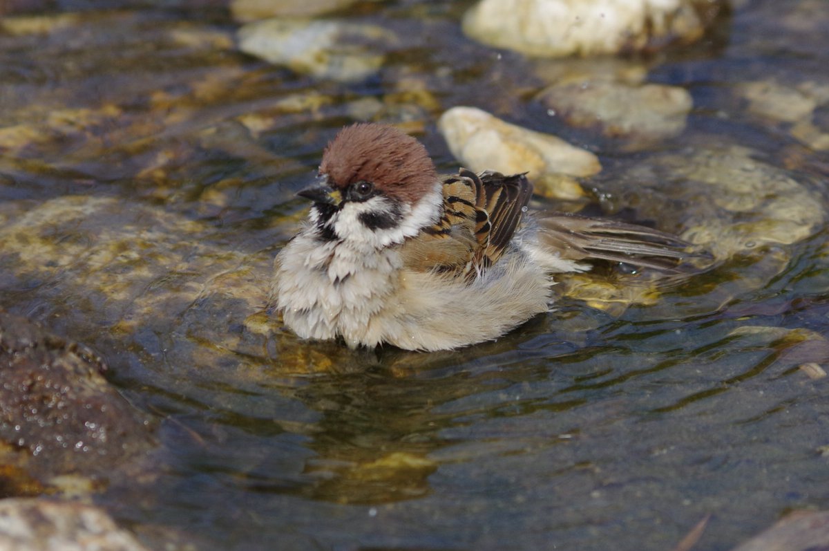 水に浮かべて遊びたいなー
#雀 #スズメ #すずめ #sparrow #鳥 #小鳥 #野鳥 #bird https://t.co/LjEdI4pXCv