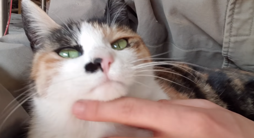 109banana's tweet image. 1. haha ha님 어머니가 그리신 삼색
2. haha ha님이 그린 삼색
3. 원본 삼색 사진
4. 삼색