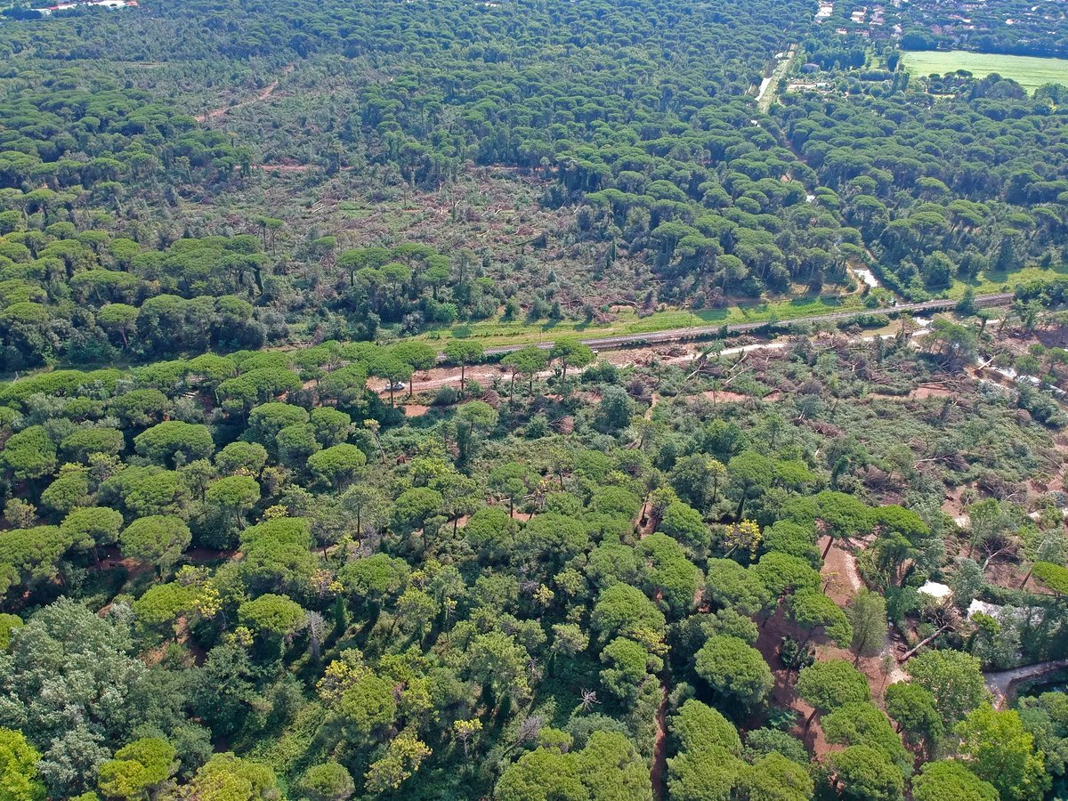coopalleanza's tweet photo. #unuovosociounnuovoalbero entra nel vivo: s'inizia a piantumare! 3 gli interventi: a febbraio a #Cervia nel #parconaturalecervia, in primavera a Foggia nel Parco del Gargano e in autunno nel Parco Fiume Brenta a #Vicenza. Saranno 3.000 nuovi alberi per 6,6 ettari
grazie socicoop! https://t.co/5kyfnuJvlU