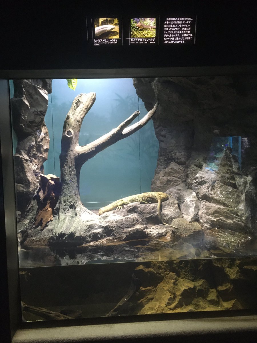 にしきごい いきもの Nishikigoi Rep Twitter にしきごい いきもの Nishikigoi Rep Twitter