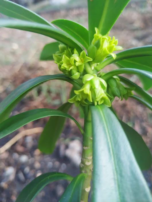 Primers passos per omplir el Jardí amb plantes autòctones útils pels insectes. Avui, recupero uns el·lèbors i 2 dafnes d'una esllavissada en el camí forestal a Roca Aguda #planoles . Ambdós floreixen en aquest moment pel que són útils a abelles.