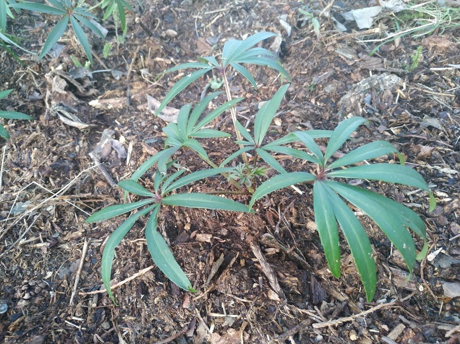 JBiodiversitat's tweet photo. Primers passos per omplir el Jardí amb plantes autòctones útils pels insectes. Avui, recupero uns el·lèbors i 2 dafnes d'una esllavissada en el camí forestal a Roca Aguda #planoles . Ambdós floreixen en aquest moment pel que són útils a abelles. https://t.co/FJTkMUzrTI