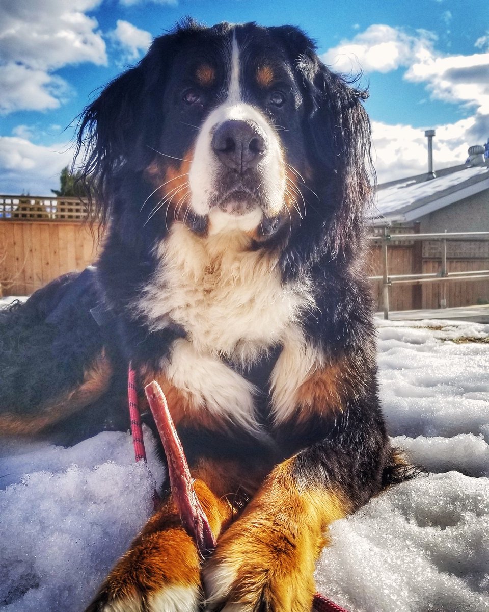 Bernese_Chloe's tweet image. Happy Wednesday fur friends! I hope the sun is shining for you and your chews are extra delicious 🐾💜
#HumpDayVibes #WednesdayThoughts