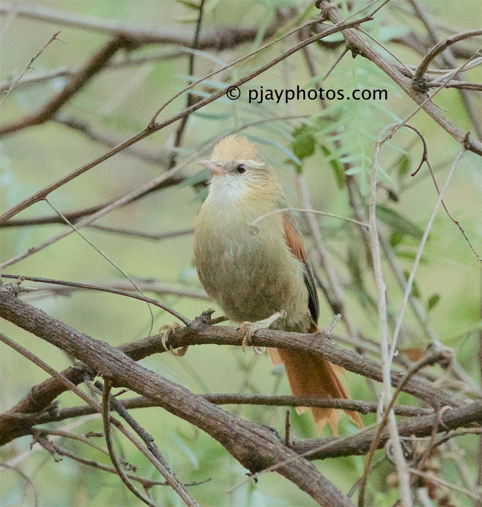 Our 8 day ‘Lima to Cusco Overland’ tour has 3 scheduled departure for 2020:
29th Mar to 5th Apr;
5th to 12th July;
25th Oct to 1st Nov.
This exciting tour takes us overland from the Lima coast up into the high Andes to the historic Inca capital of Cusco! bit.ly/1HGRjwJ