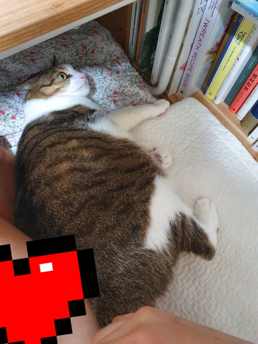 요즘 책꽂이 뒤에 숨어서 내가 찾아주길 기다리는 놀이를 하는 고양이 솔. 놀란 척 하면서 솔이 요기있네😱😱!!!! 하고 만져주면
1. 이렇게 책꽂이 옆으로 나옴
2. 계속 만져줬더니 내 다리 옆에 밀착 (new!)