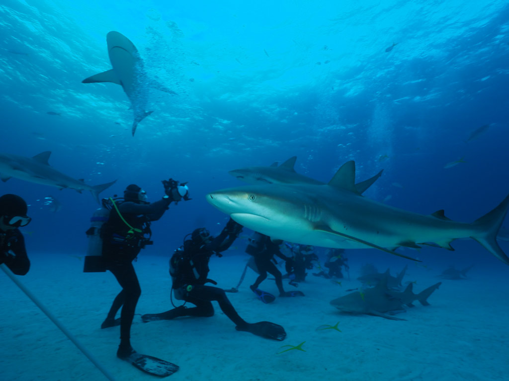 BuceoSafari's tweet photo. Compartir el mismo espacio junto al principal depredador de los mares es una experiencia única. Descubre en nuestra última newsletter qué hacer y qué no hacer en su presencia para poder disfrutar de este momento inigualable.
Suscríbete en el link ⬇️
https://t.co/KCyVJWRZG9 https://t.co/fKIAdn40HM