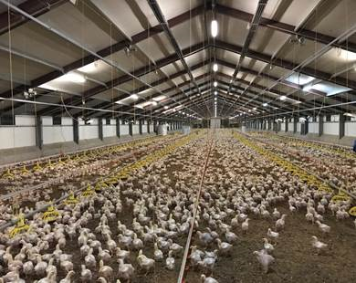SmartAgriHubs's tweet photo. Measuring several health parameters with the ChickenBoy in FIE DIG-ITfarm! #ChickenBoy #sensors #prevention #broilers #antimicrobialusage #antimicrobialresistance #Flanders #PLF #Faromatics
@ILVOvlaanderen @Nusciencegroup @SoundTalksNV @_Syntesa @SDF_Flanders_BE @SmartAgriHubs https://t.co/DxzlfazkAV