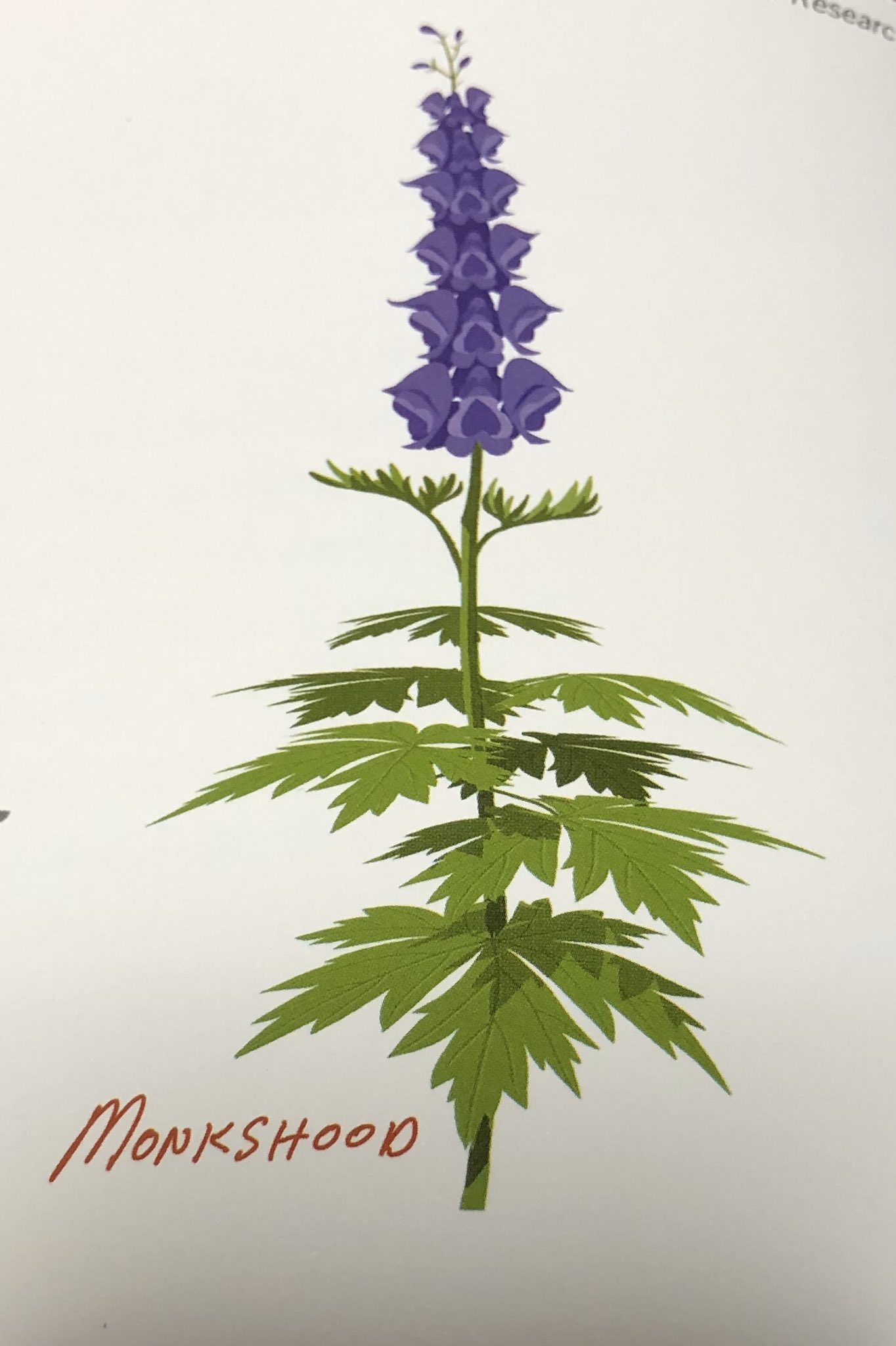 千鳥 ねえ待って The Art Of Frozen2に Monkshood が載ってる 名前付きで 和名は トリカブト 不穏すぎる花言葉調べて震えてる T Co Yiqnqxlecd あなたは私に死を与えた リンク先の写真も あの花に似てる T Co