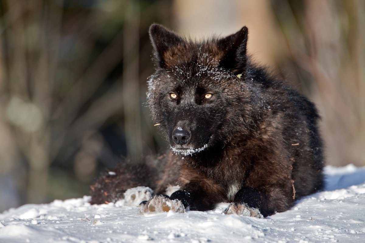 wolfawareness's tweet photo. “When you look a wild animal in the eye, it's like catching a glimpse into the soul of nature itself” ~ Paul Oxton

Photo by Peter Dettling
#wolves #WolfWednesday #wolf #wildlife https://t.co/xaXWVsytzg