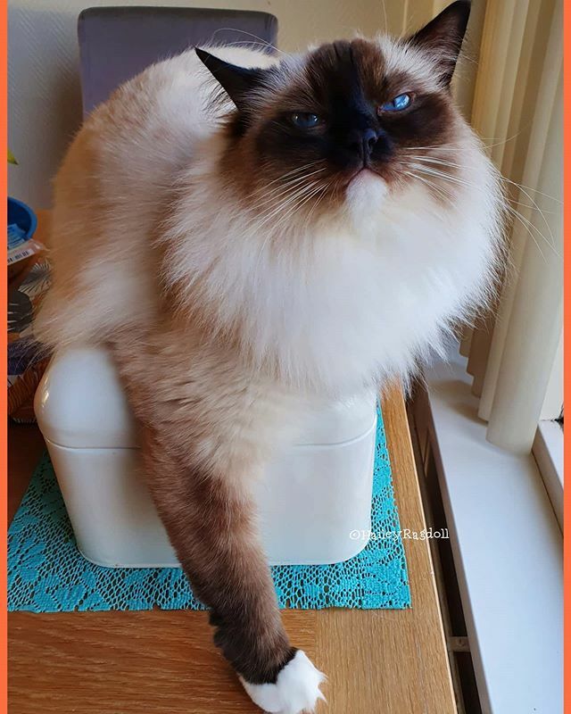 HaileyRagdoll's tweet photo. As you can see I lie very comfortably on the bread box. Just wonder why the box has shrunk🤔 .

#breadbox #catiscomfy #tevredenkat #brooddoos #ihavegrown #wonderwhy #theamazingragdolls #catsinglepawty #sealcat #catlover #trendscat #ragdollgirl #collec… https://t.co/FZMfISXh5y https://t.co/EhwfSb5WGe