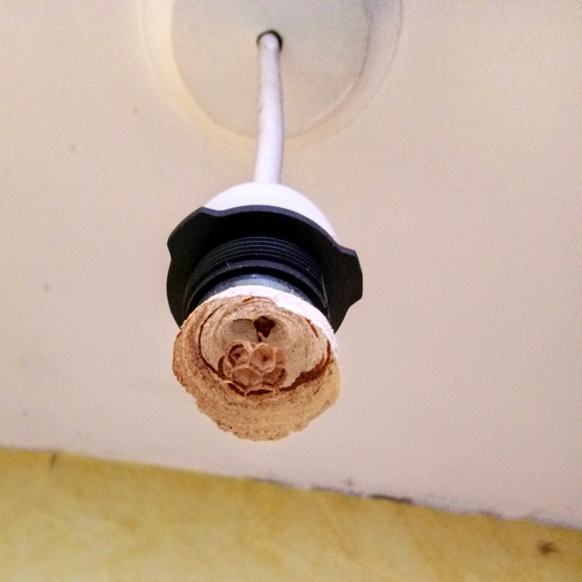 One of those eco light-bulbs, I presume?... 🤔🐝

#WednesdayWisdom #WednesdayThoughts #lighbulb #waspnest #nature #environment