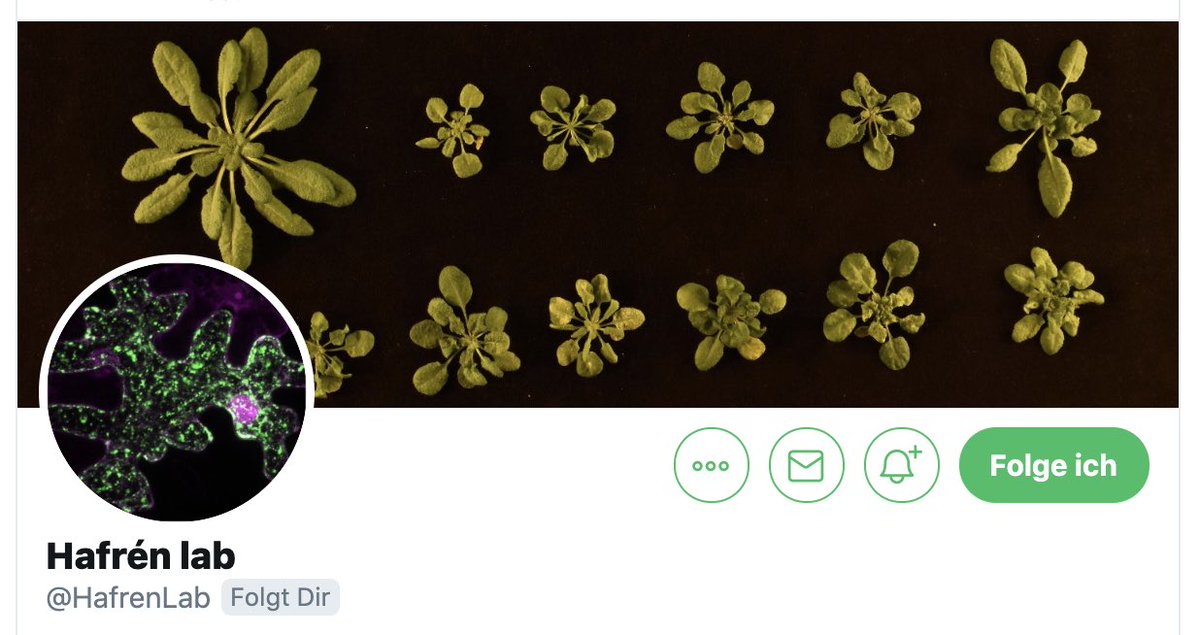 SuayibUestuen's tweet photo. Finally one of my fav labs is on #twitter 🥳 say hello to the @HafrenLab working #autophagy #rnaquality #virus #proteostasis https://t.co/Pax37yo531