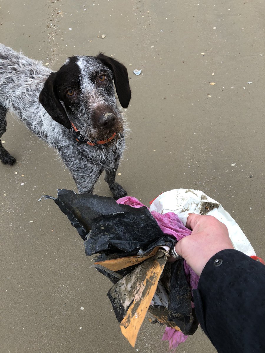 Clairie21's tweet photo. Itโs raining but Iโm out anyway walking this monster, @hayhurstboo so that means only one thing @2minutebeachclean #plastic #litterpick #dogwalk #doingourbit #responsibility #needmorehands #saveourseas #saveourplanet #lovemybeach #beachlife https://t.co/Bd9QF6MjWW