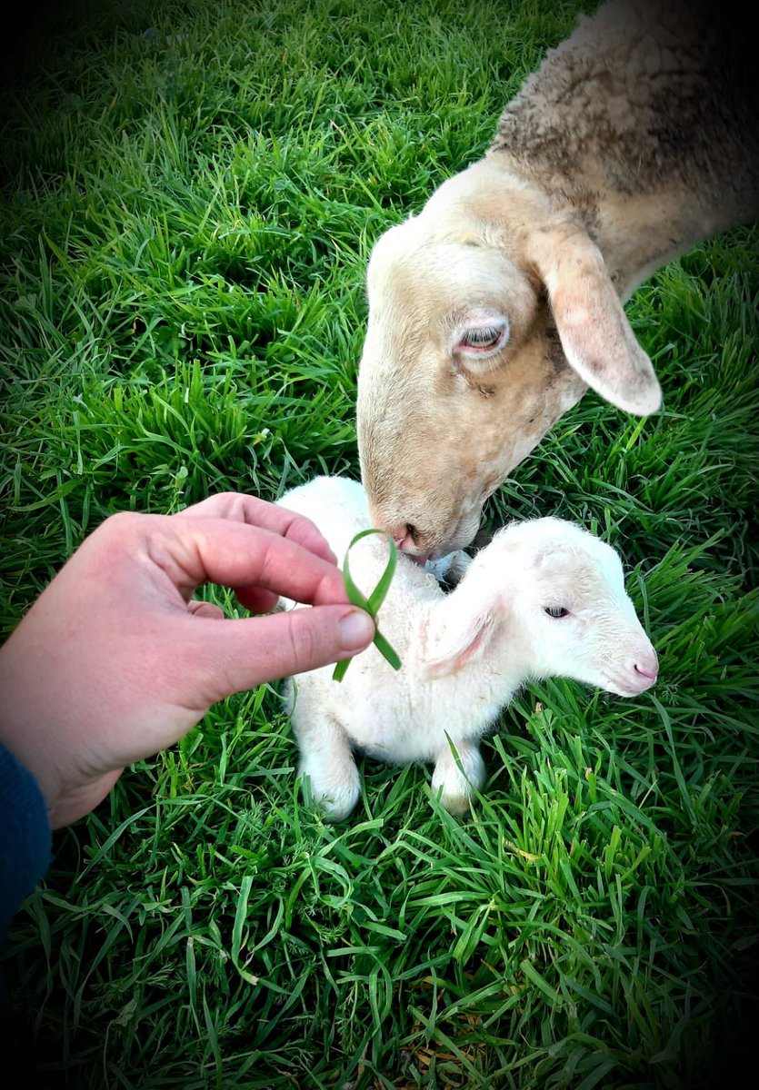elcampoCMM's tweet photo. #FOTÓN de Pilar Ramírez, joven ganadera de Argamasilla de Alba (CR) con los #AgricultoresAlLímite #GanaderosAlLímite @CMM_es #ReferenciaInformativa #HacemosPeriodismo 

4ªSemana de Protestas:🚜🚜🚜
▶️ https://t.co/IBNfBK4nQZ https://t.co/CbMbdDBOOc