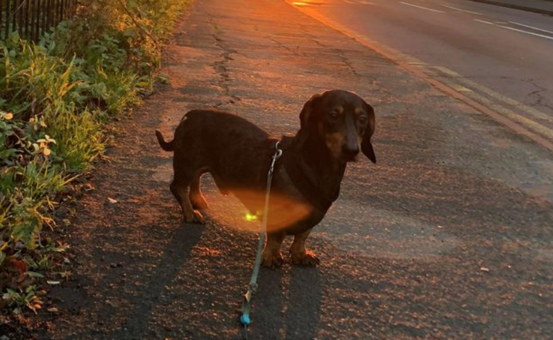 DailyMirror's tweet image. Owner of sausage dog who took bus to beach says it's out of character for Frank mirror.co.uk/news/weird-new…