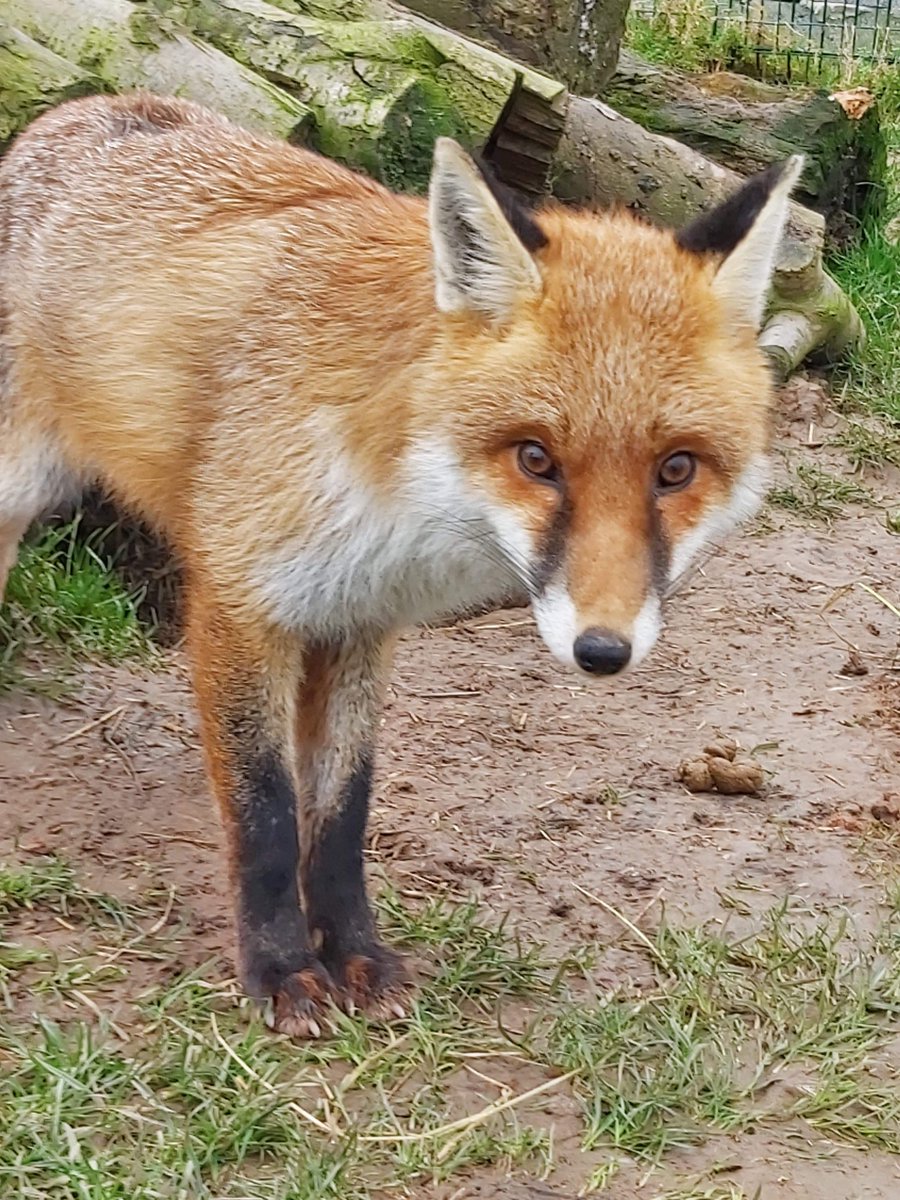 MedicAnimal Ltd tweet media