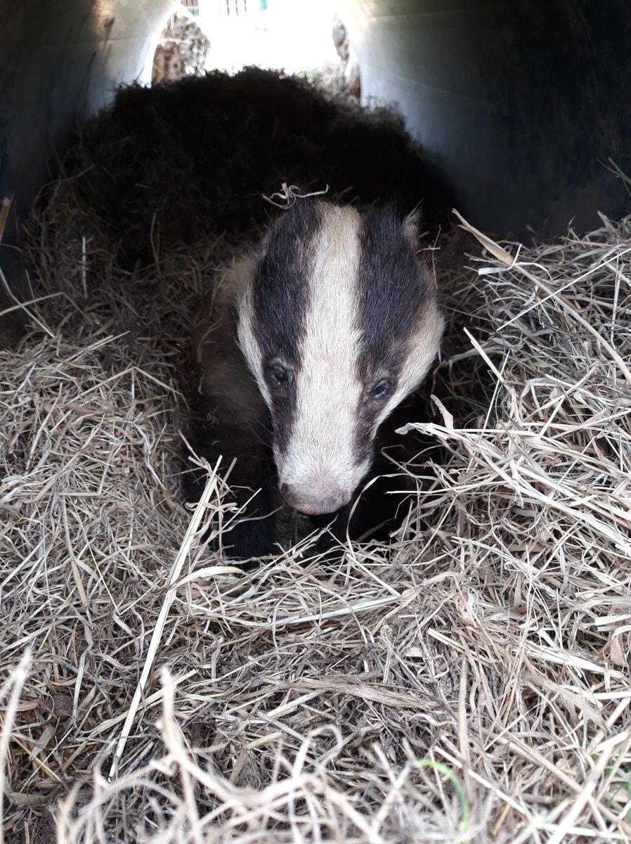 MedicAnimal Ltd tweet media