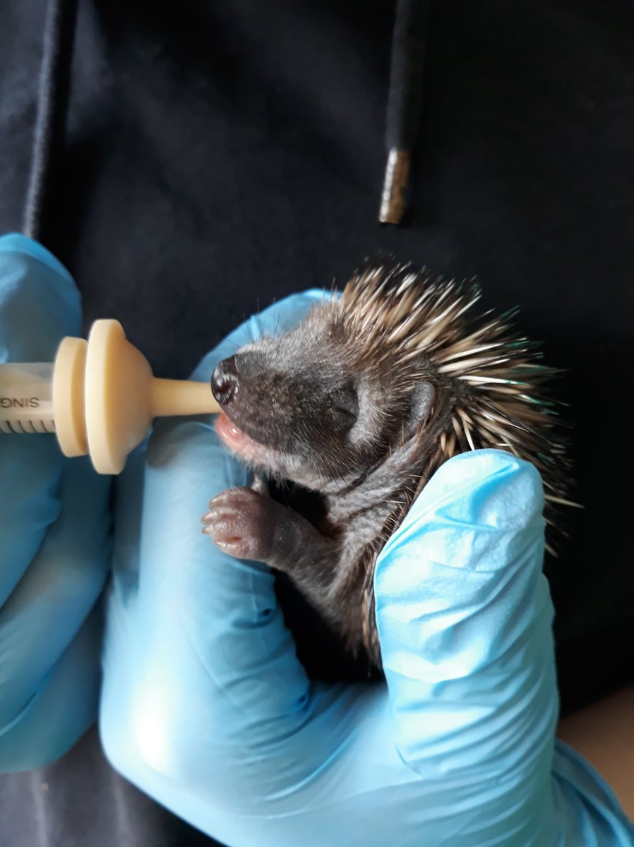 MedicAnimal Ltd tweet media