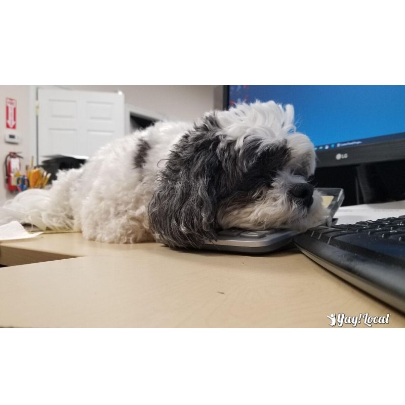 Yay_Local's tweet photo. Who else just wants to sleep at their desk today???
-
-
-

#mood #mondays #sleepygirl #daisy #officepup #doggo #pupper #whensmybreak #naptime https://t.co/zZj9LzaPNm