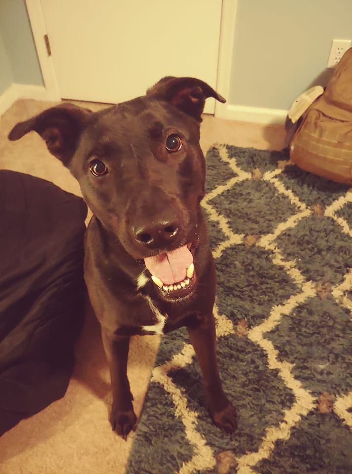 ActualLoco's tweet photo. Finally back from vacation and eager to get back to t3h gamez! Might do a stream tonight, but if not then definitely back at it tomorrow night. Hope you're as excited about it as my dog was! #vacation #backtoreality #neverlongenough #doggo #twitch #nerdforcegaming #thestreamdream https://t.co/wWAiLZzCqP