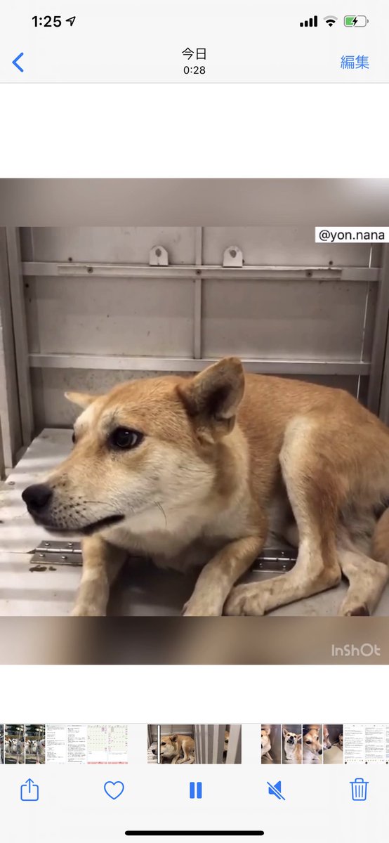 じゃがりこ 知ってください 徳島県動物愛護管理センターがどれだけ酷いことをしているか 命をなんだと思ってる この母犬 そして 愛護団体ヨンナナさんの無念がわかりますか 徳島県動物愛護管理センター 殺処分