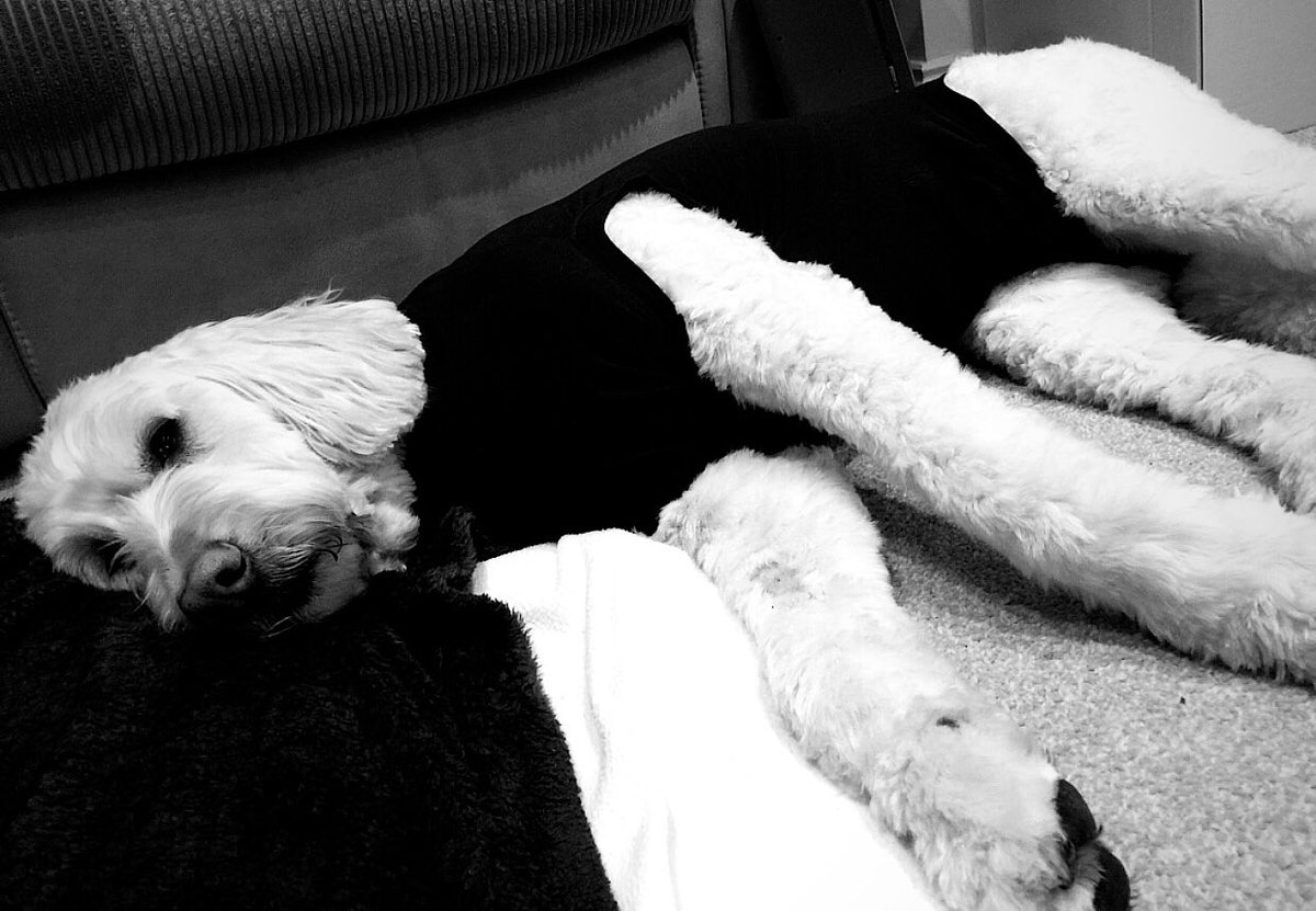 NathanSykes's tweet photo. Little princess needed to have an emergency operation today. All went well thankfully but she’s going to need even more loves than normal over the next few days https://t.co/tdgPq8oGb6