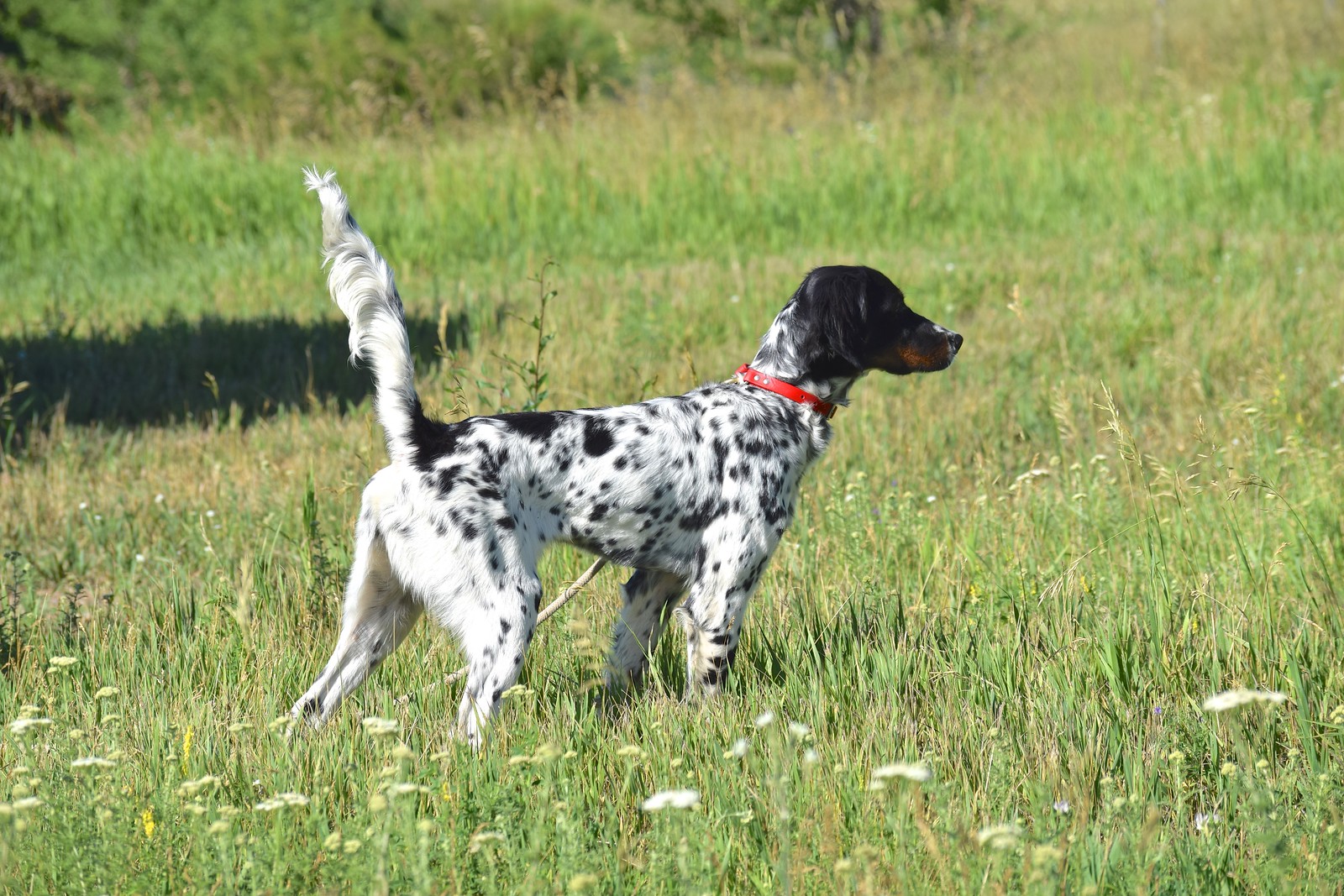 Berg bros sale setters
