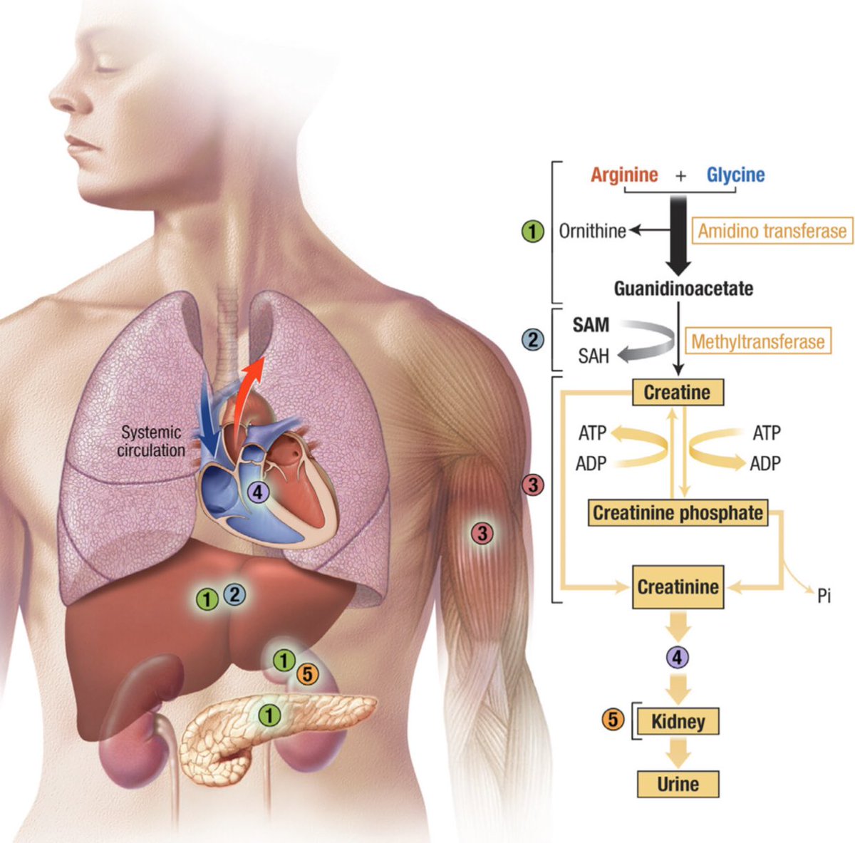 AmbrizMau's tweet photo. Metabolismo de la CREATININA:

European Journal of Internal Medicine 2019; DOI: https://t.co/FnugedQGJ8 https://t.co/mmzt4DR6lB