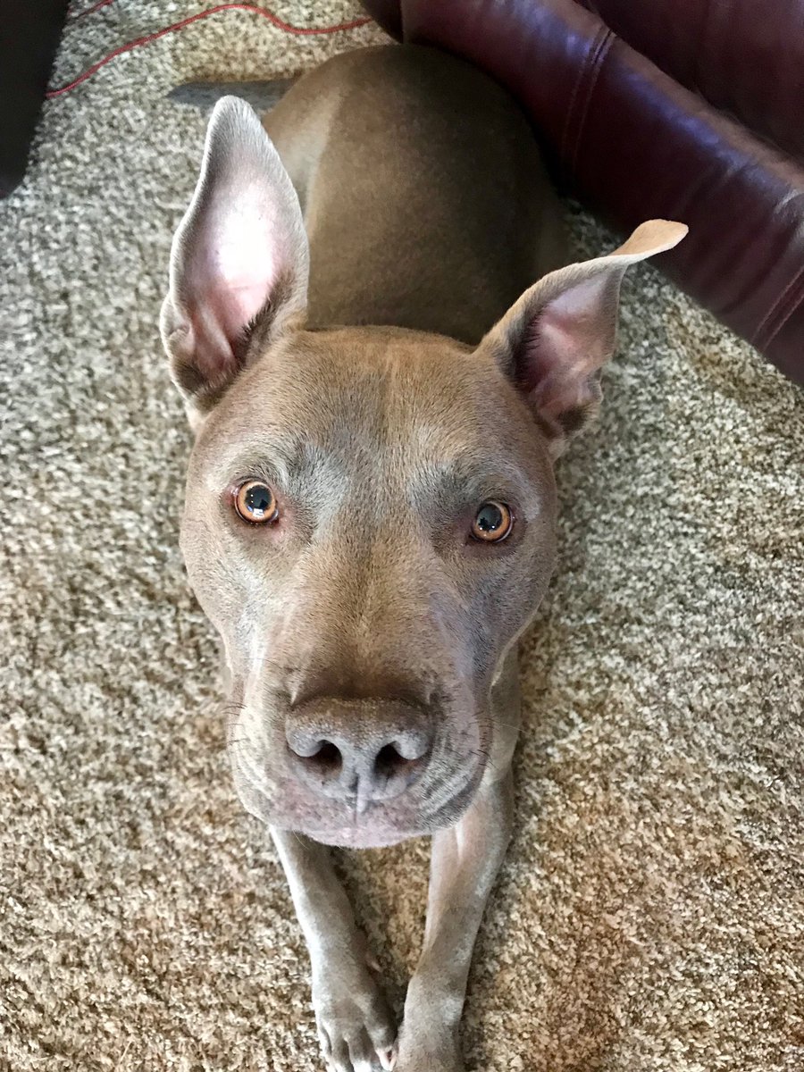 Morgbee_6's tweet photo. If y’all appreciate Pitbulls as much as I do go ahead and watch the short film called Kitbull. Plus here is a cute pic of my own rescue pitty 💙 https://t.co/xZKv7Zyn74