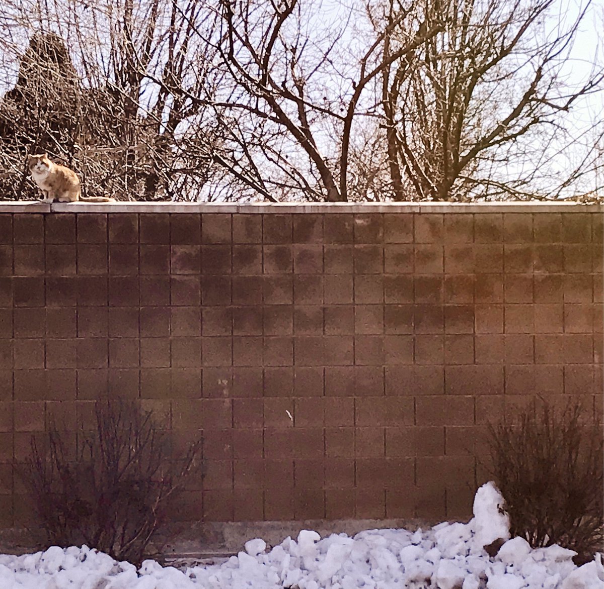 megwiemer's tweet photo. This cat made me feel better. #MayorCat https://t.co/smsbZyoVG0