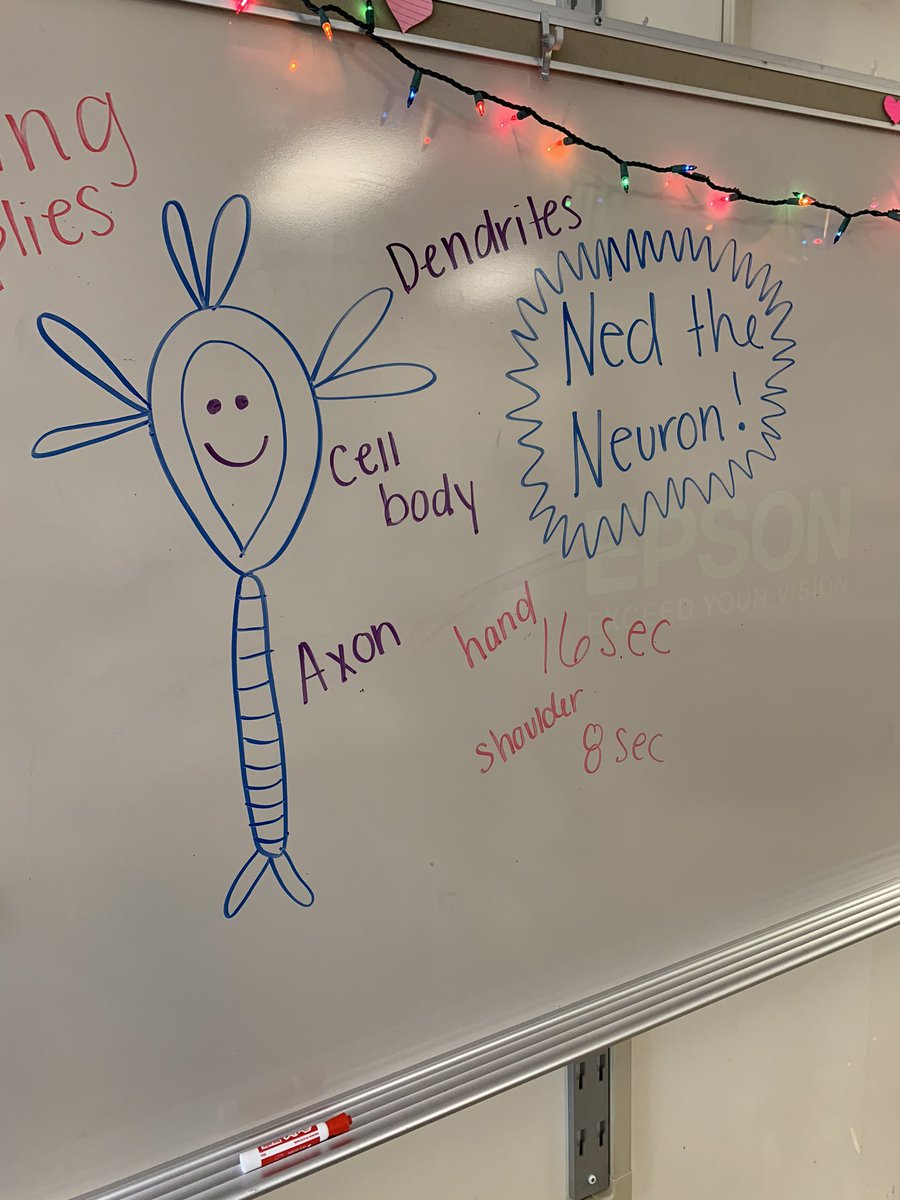 MsCollinsMW5's tweet photo. Through our human chain of “neurons”, we discovered why squeezing shoulders traveled faster than squeezing hands. Our 🧠 is closer for neurons to pass their signals! #funinscience #rcs118life https://t.co/CduSH8lTTI