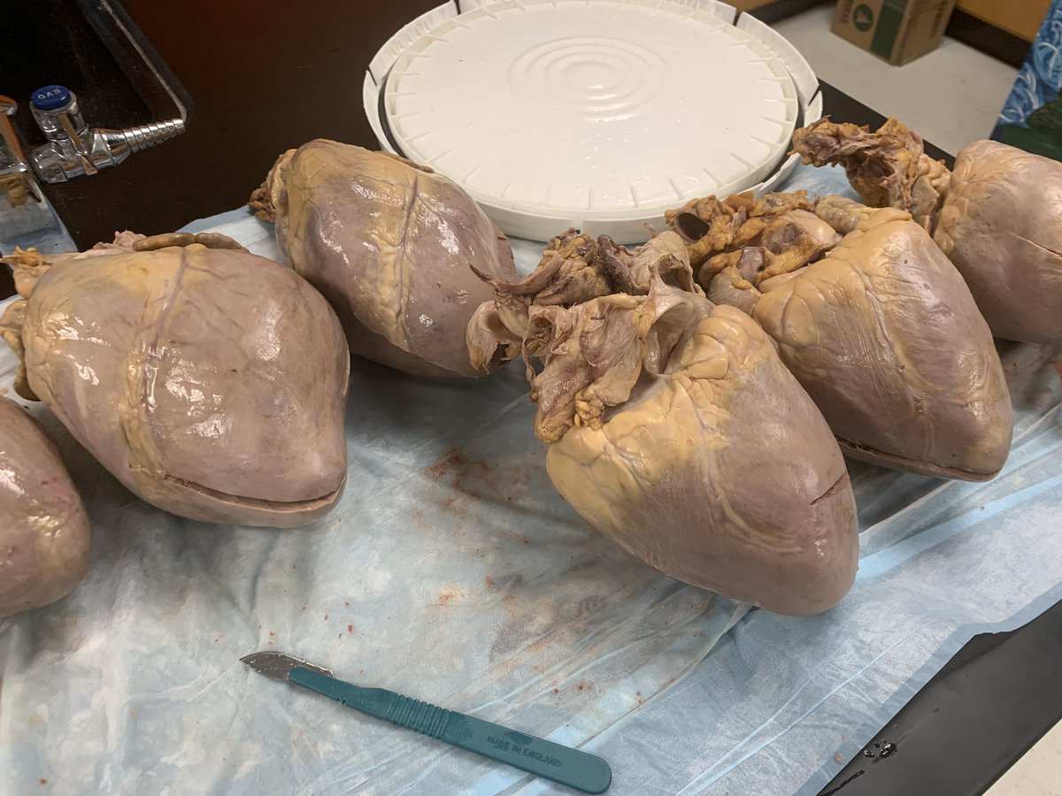 We had a little fun exploring the heart in PBS. Their favorite part was putting their finger in the vena cava and aorta!  When else can you can you’ve felt the inside of a heart?