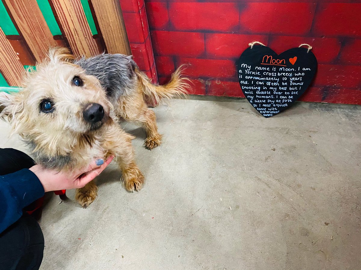 NCLDogCatSheltr's tweet photo. It is Moonโs turn to be featured today & he managed to smudge his sign in the excitement of it all ๐
For all enquiries about Moon, call our team on 0191 215 0435 or visit our Benton Rehoming Centre. Our opening times are:
Weekdays 1pm-6pm
Weekends 12pm-5pm
#FriendsOverTrends https://t.co/uiiNVHUN2G