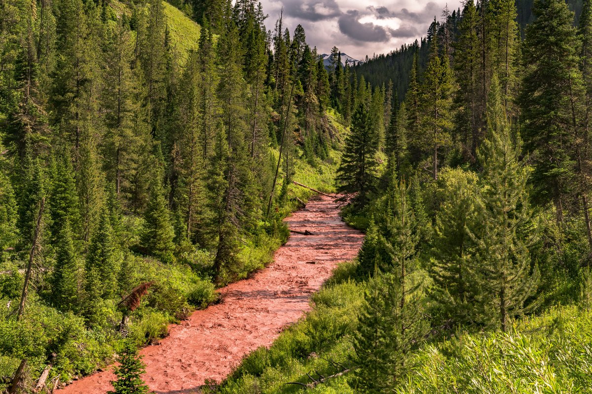 forestservice's tweet photo. “Forests should not be walked on, they should be walked under and through.” - Courtney M. Privett #WednesdayWisdom https://t.co/bYHkchYLrX