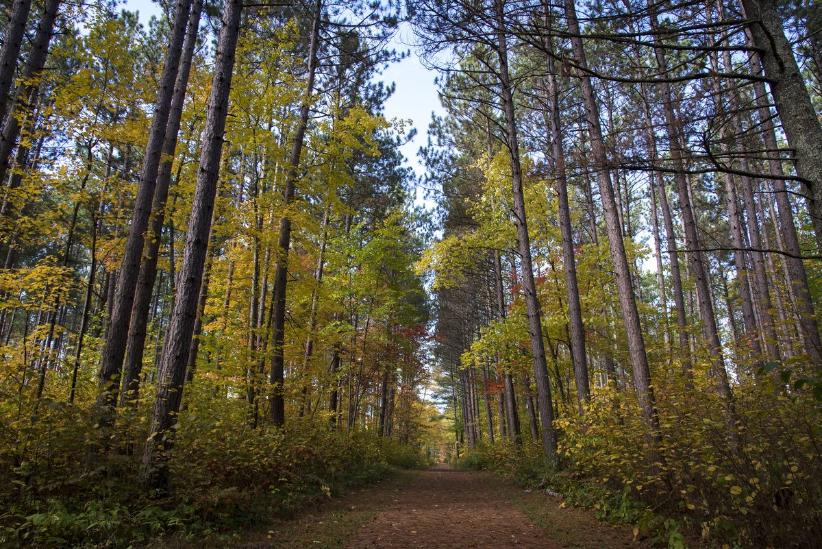 forestservice's tweet photo. “Forests should not be walked on, they should be walked under and through.” - Courtney M. Privett #WednesdayWisdom https://t.co/bYHkchYLrX