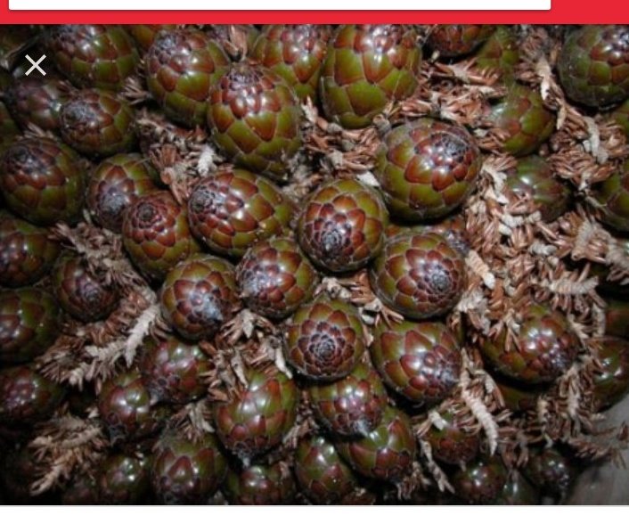 AsmaTat1's tweet photo. Dear Cameroonians, This fruit is called raphia hookeri, not Ankop
#TatiTeaches 😂 https://t.co/Kty5OMzwXT