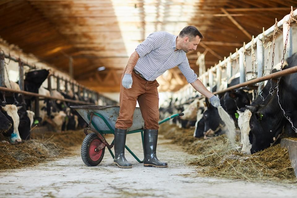 eDairyNews's tweet photo. EFFECTS OF PASTEURIZATION ON THE NUTRITIONAL VALUE OF MILK - https://t.co/IxE0YYm0J6 https://t.co/2fdotw0Xgs