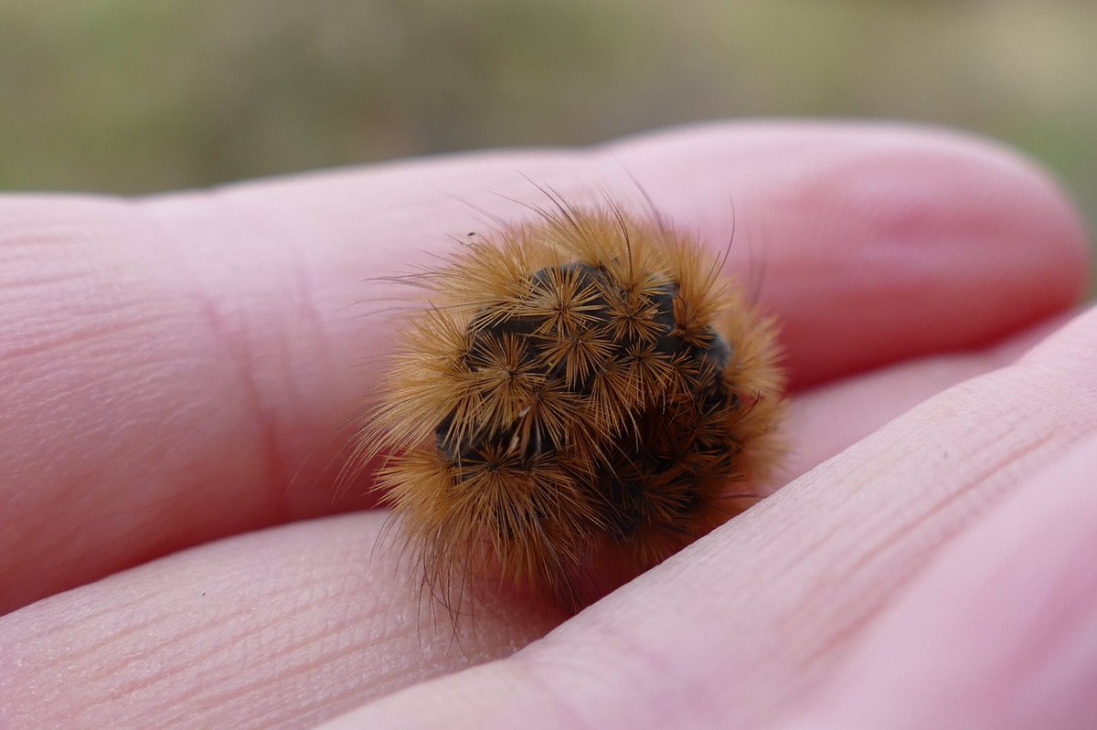 windyhollowscot's tweet photo. Oh and also for the lovely #wildwebswednesday today I rescued a little #caterpillar at the front door and took it back to the #broom plants 🌱 for shelter and food 😊 it may be a beautiful #rubytigermoth ? 🌼 part of the ecosystem together with wonderful #wildflowers @WebsWild https://t.co/TXlQobLvQV