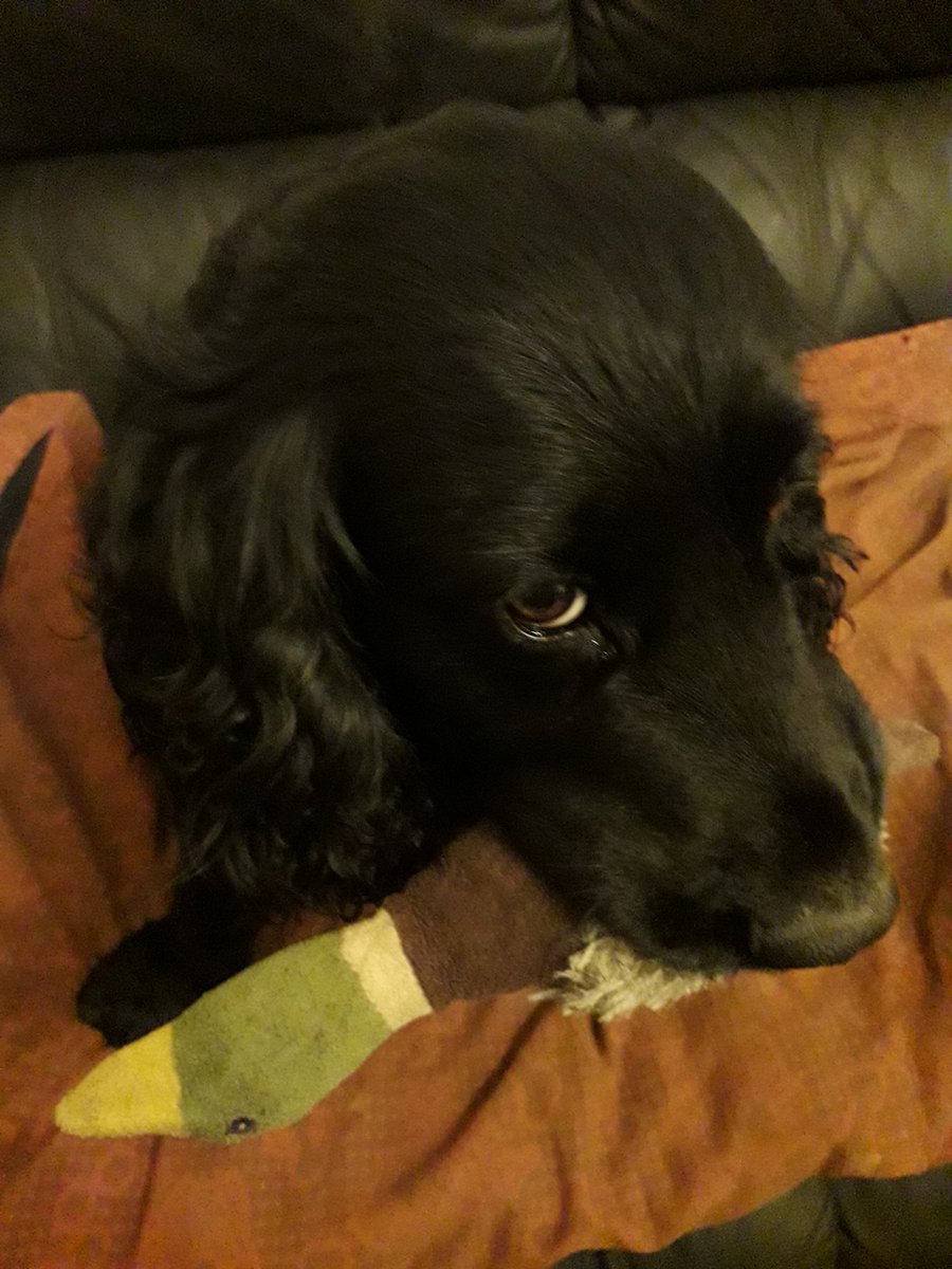 Mum wants to know why spanna will happily stand in a muddy puddle but won't put his feet in a bowl of clean water to save her kitchen floor from. being a swamp #cockerspaniel