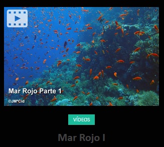AquaticNotes's tweet image. Disponible en Aquatic Notes el vídeo sobre el Mar Rojo I. Descubre la inmensa biodiversidad que alberga en sus aguas: peces ángel, peces mariposa, payasos, anthias, damiselas, etc.😃

Puedes ver el vídeo completo en:aquaticnotes.com/2016/es/2020/0…